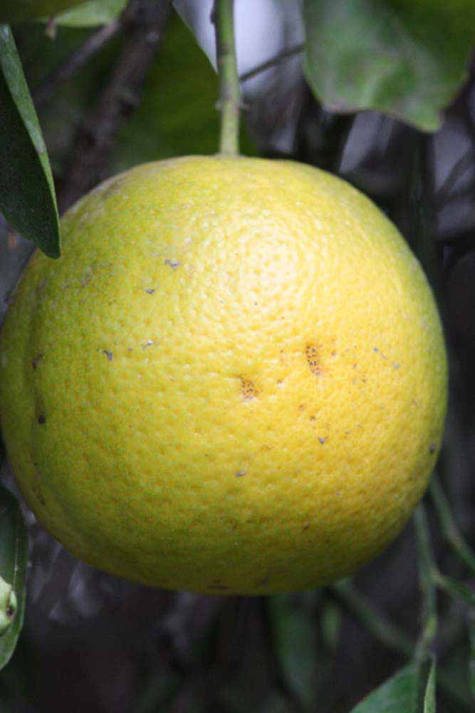            Fruit (Riverside, CA)   